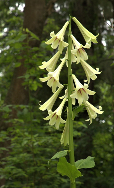 Himalayan Lilies