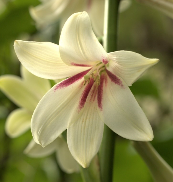 Rod Walker: Peel Forest Lily