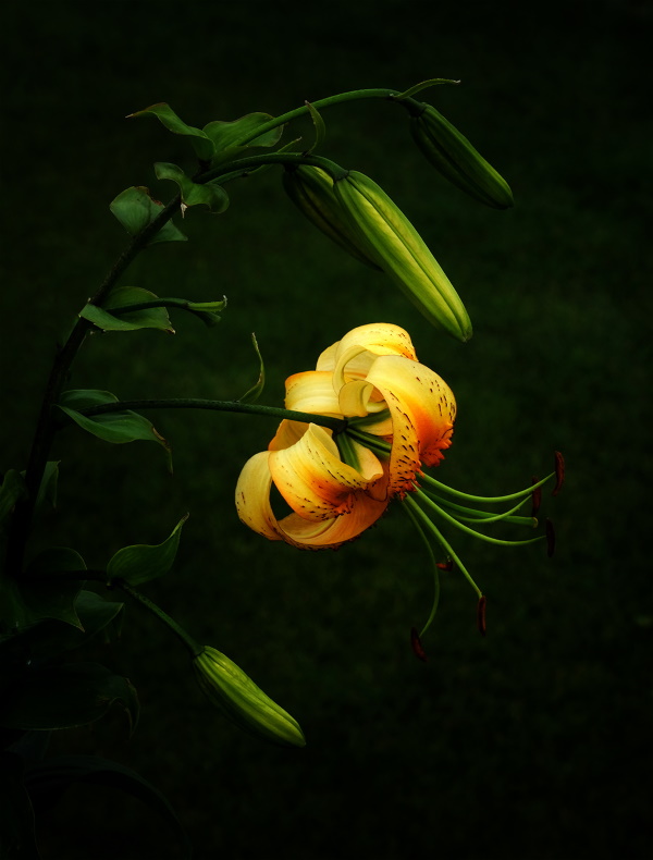 Maureen Pierre: Lily