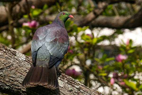 kererū