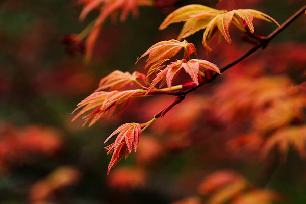 Leaves