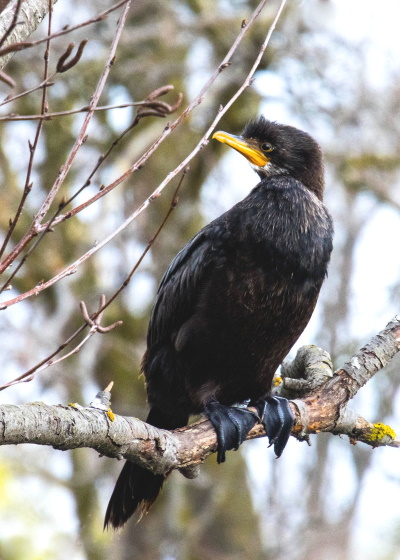 Bob Wright: Black Shag