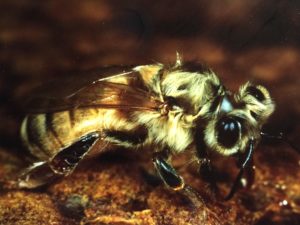 Carl Thompson: Bee