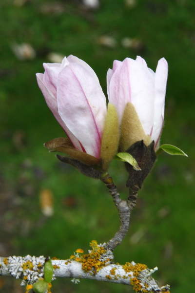 Elizabeth Burtt: Pale Magnolia