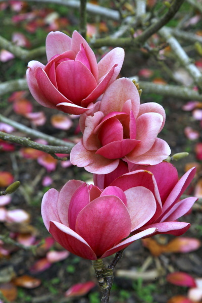 Elizabeth Burtt: Pink Magnolia