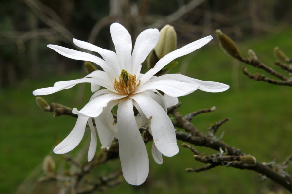 Elizabeth Burtt: White Magnolia