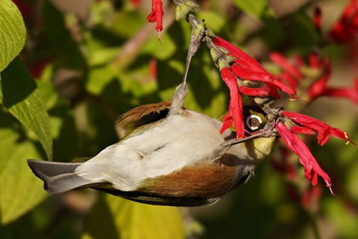 Peter Hockley: Waxeye