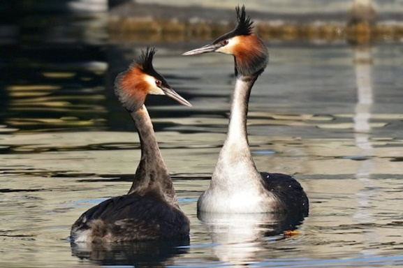 Peter Hockley: Crested Grebes