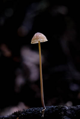 Maureen Pierre: Fungi