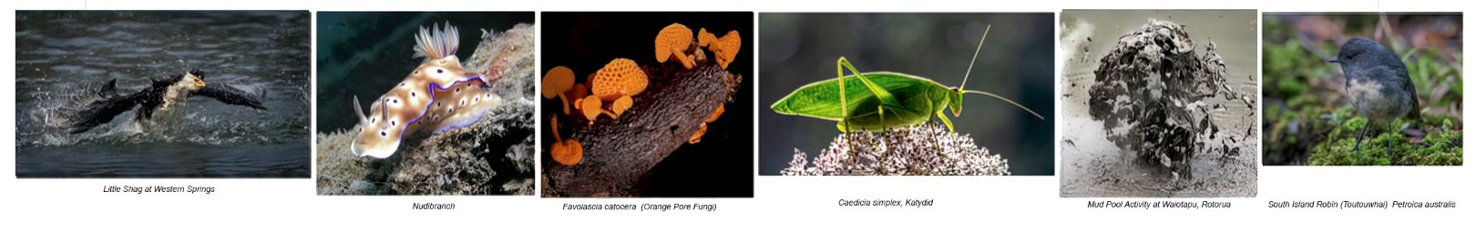 4th Place: Hibiscus Coast Photographic Society