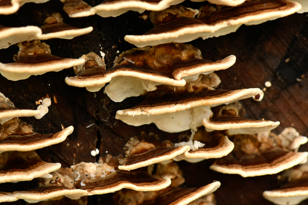 Katherine McCusker: Fungi