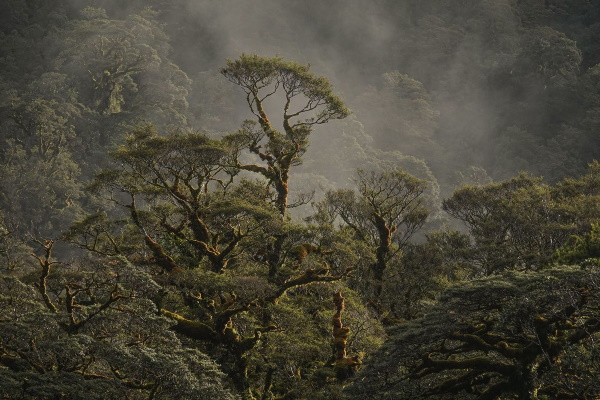 Maureen Pierre: Fiordland