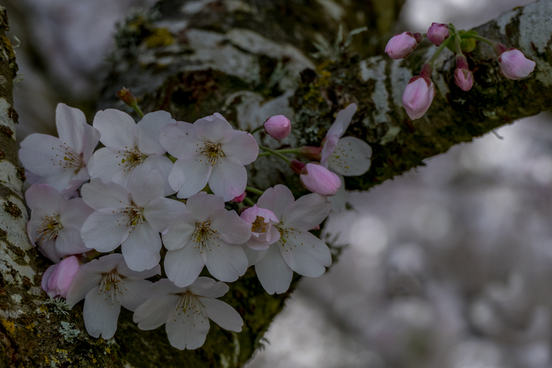 Caro: Blossom