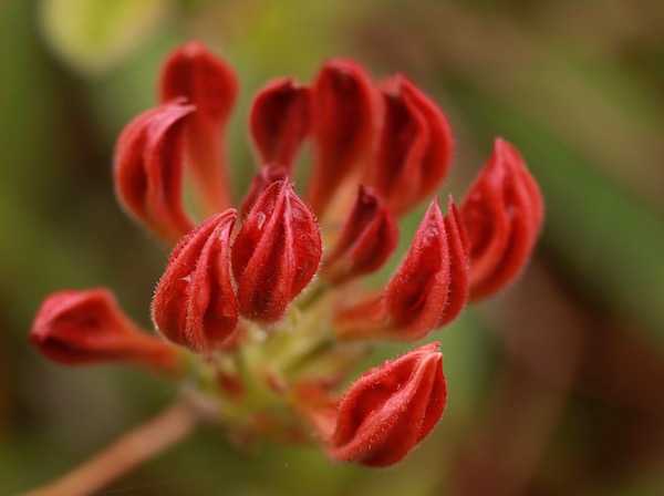 Jane Coulter: Azalea