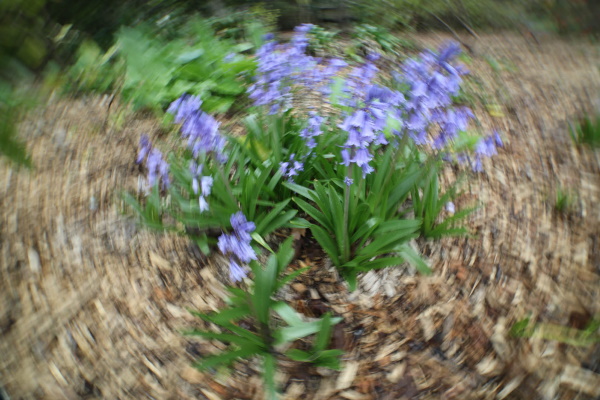 Kath Varcoe: Blue Bells