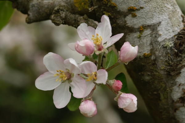 Lesley Tuffley: Apple Blossom