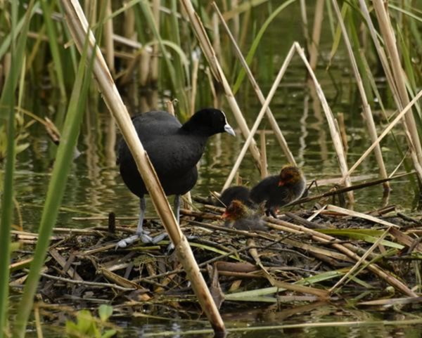 Sue Blair: Coot family