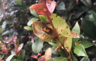 Lilly pilly with myrtle rust symptoms