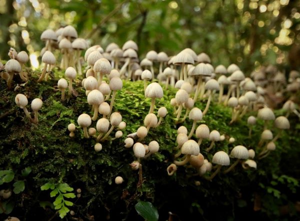 Jane Coulter: Fungi