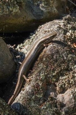 Maureen Pierre: Washpen Falls Maureen Pierre: Washpen Falls