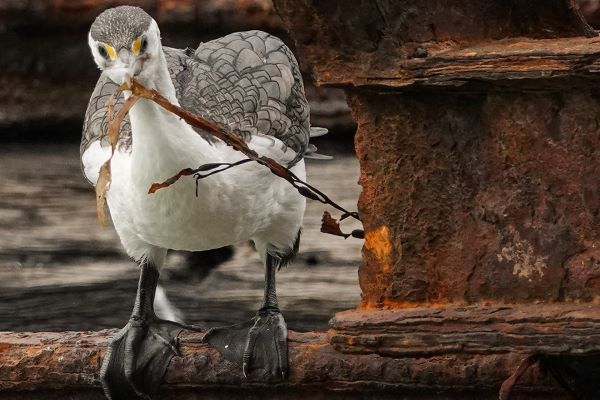 Maureen: Shag Wrestling