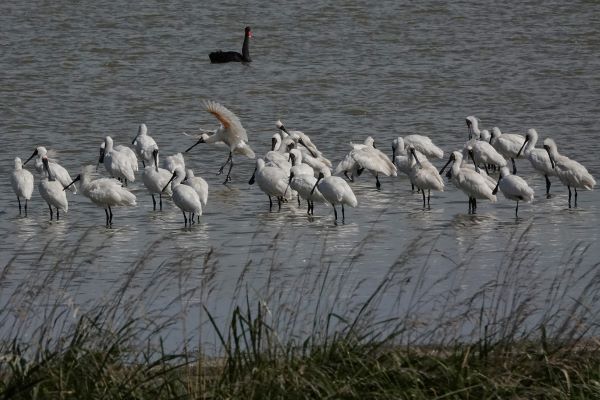 Maureen Pierrre: Spoonbills