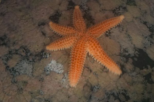 Mauren Pierre: Starfish