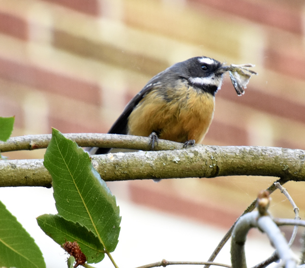 Sue Blair: Fantail