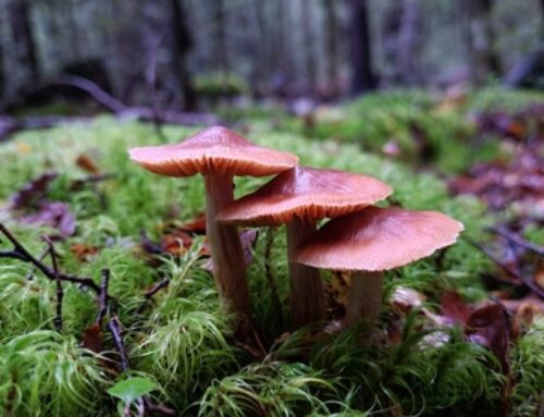 Boyle River Fungi Forage field Trip Report