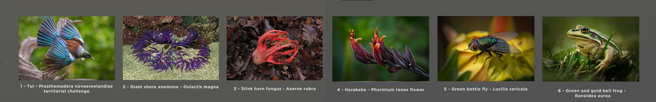 1st Place: Pukekohe Franklin Camera Club