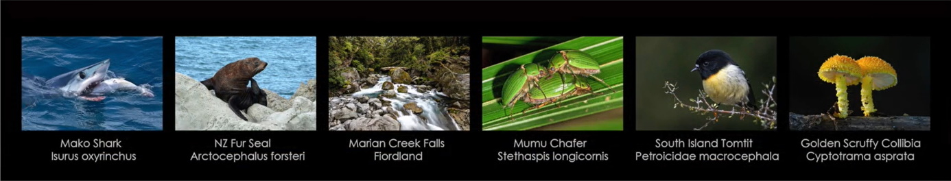 3rd Place: Whakatane Camera Club