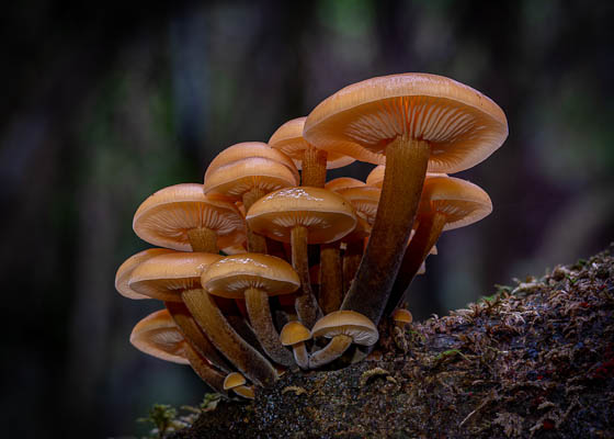 Linley Earnshaw Velvet shank fungi (Flammulina velutipes)