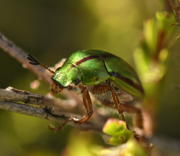 Sue Blair: Chafer beetle