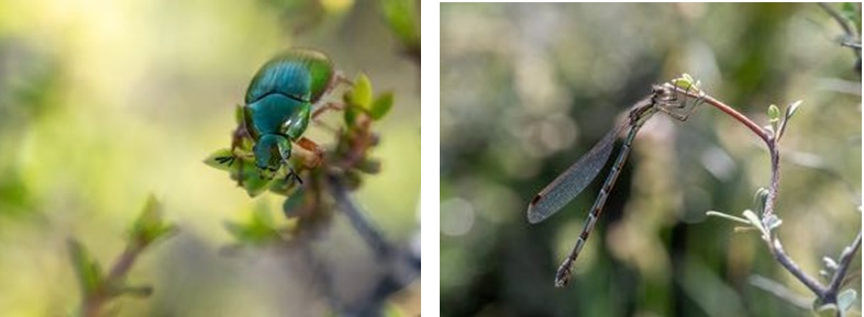 Robert Green: Chafer Beetle