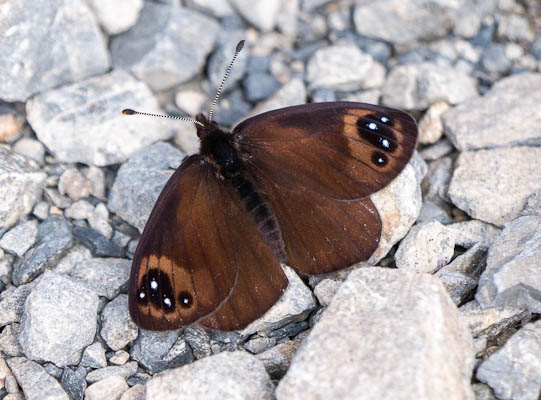 Linley Earnshaw: Mountain ringlet butterfly