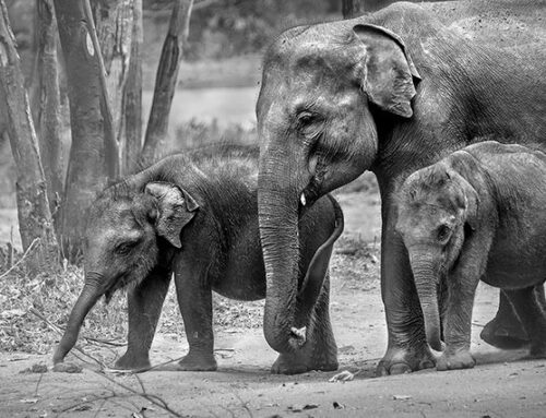 Black and White Workshop registrations