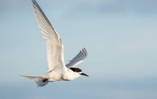 Donna Jennings: White fronted tern