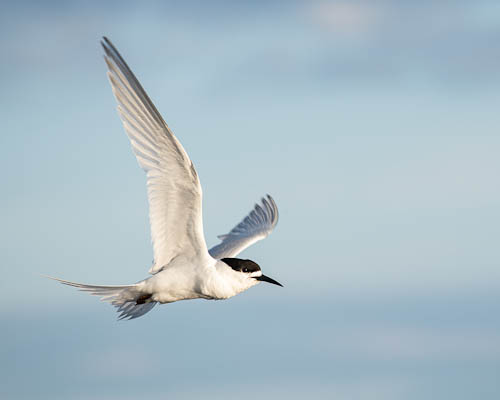Donna Jennings: White fronted tern