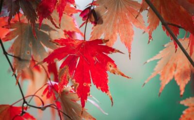 Liz Clark: autumn leaves