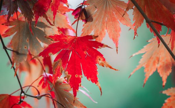 Liz Clark: autumn leaves