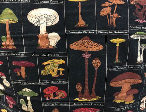 Boyle Fungi Foray 2023