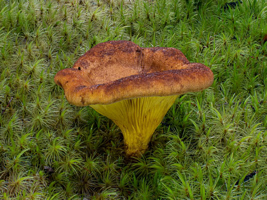 Linley Earnshaw: Austropaxillus sp