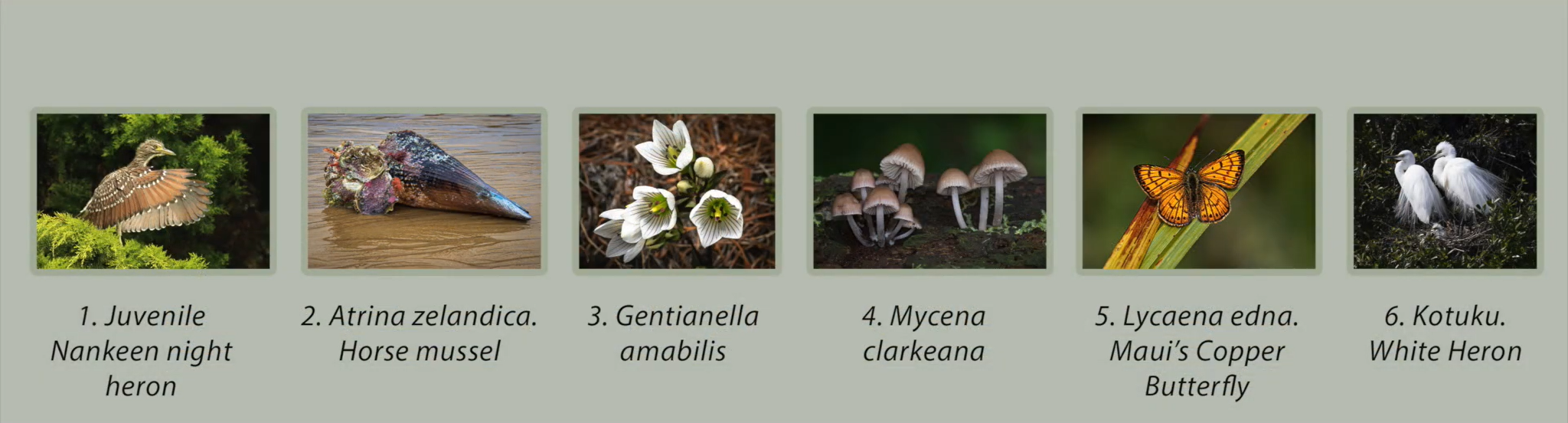 3rd Place: Whanganui Camera Club