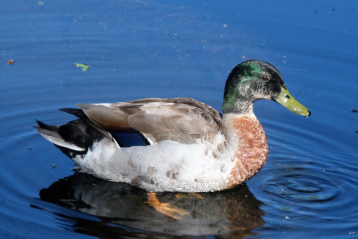 mallard (Small)