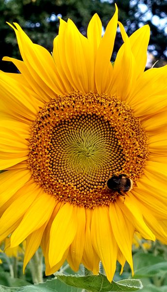 Sunflower Trip Cheeky – PSD New Zealand