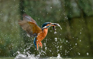 Carolinre Ludford: Female Common Kingfisher (U.K.)