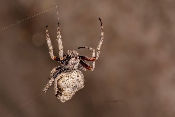 Nadine Campbell: Orb web spider Travis Wetland