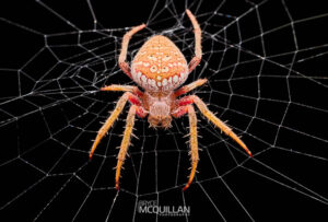 Bryce McQuillan: Spider