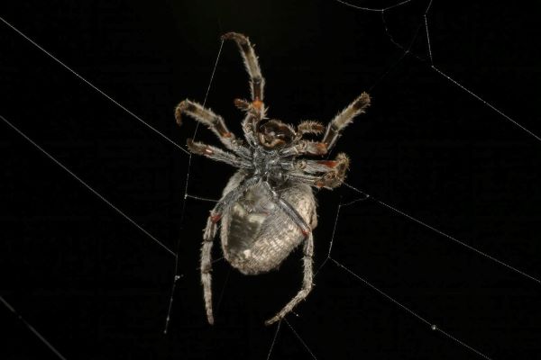 Greg McKenzie - Orb Web Spider