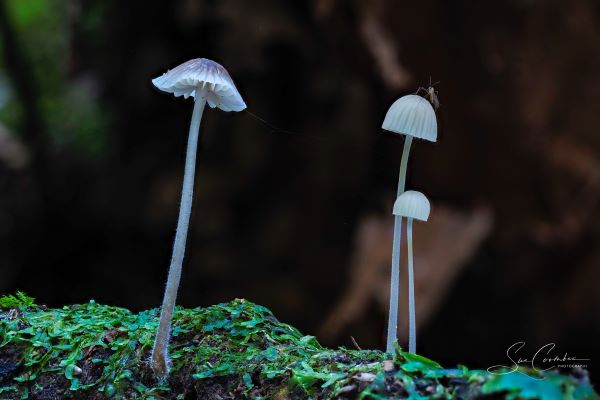 Fungi - Kelly's Creek